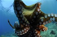 Croatia Diving: Ocotopus